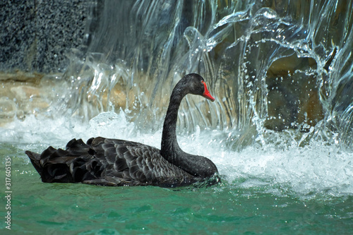 Fototapeta Naklejka Na Ścianę i Meble -  Black swan near the park waterfall. Water splashes are behind.