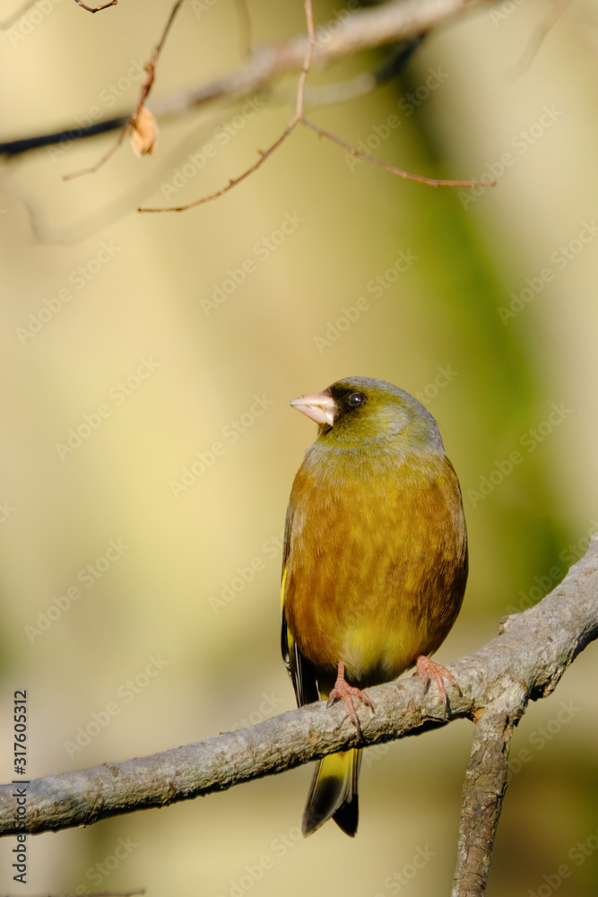 green finch on branch green finch on branch