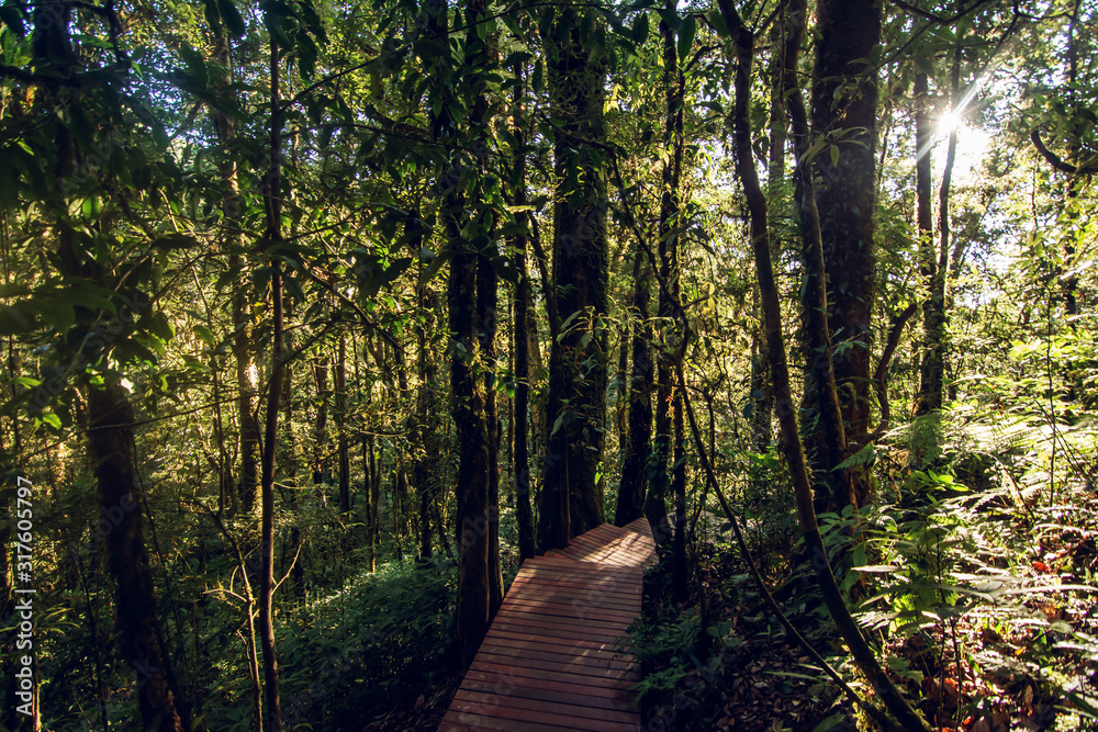 Rainforest in Doi Inthanon National Park , Thailand Rainforest in Doi Inthanon National Park , Thailand