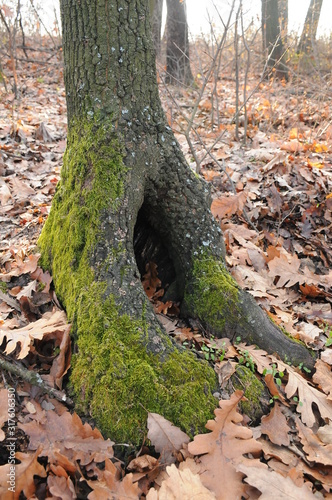 green moss on an old tree in the woods