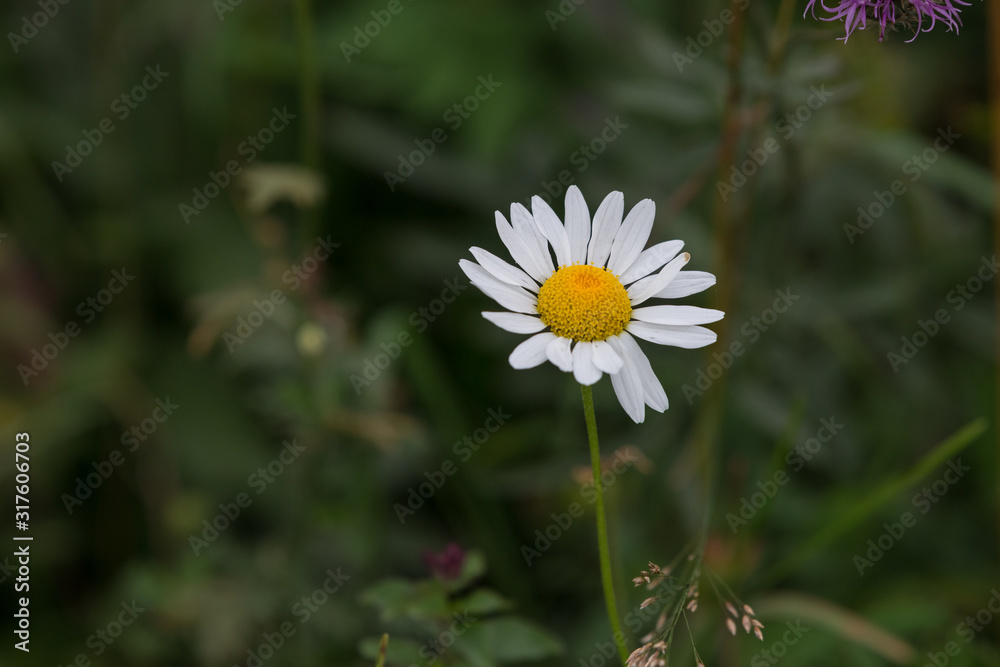 In a meadow blooming Daisy. Wild flower. In a meadow blooming Daisy. Wild flower.
