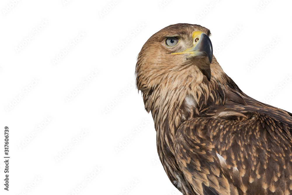 Portrait of an eagle on an isolated white background. Portrait of an eagle on an isolated white background.