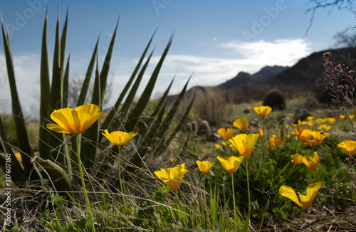 Mexican Poppy_Spanish Dagger Yucca