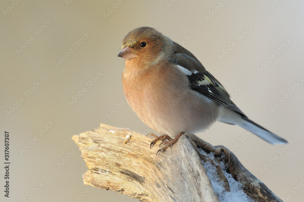 Obraz premium Buchfink Fringilla coelebs