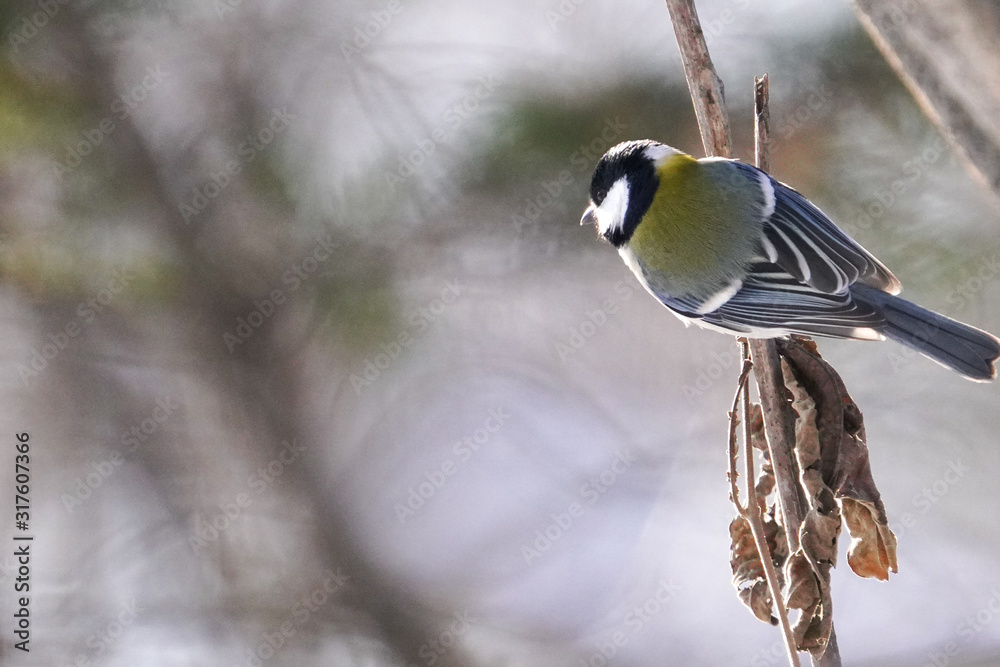 Obraz premium シジュウカラ