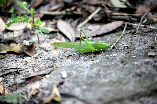 Grasshopper © Tod