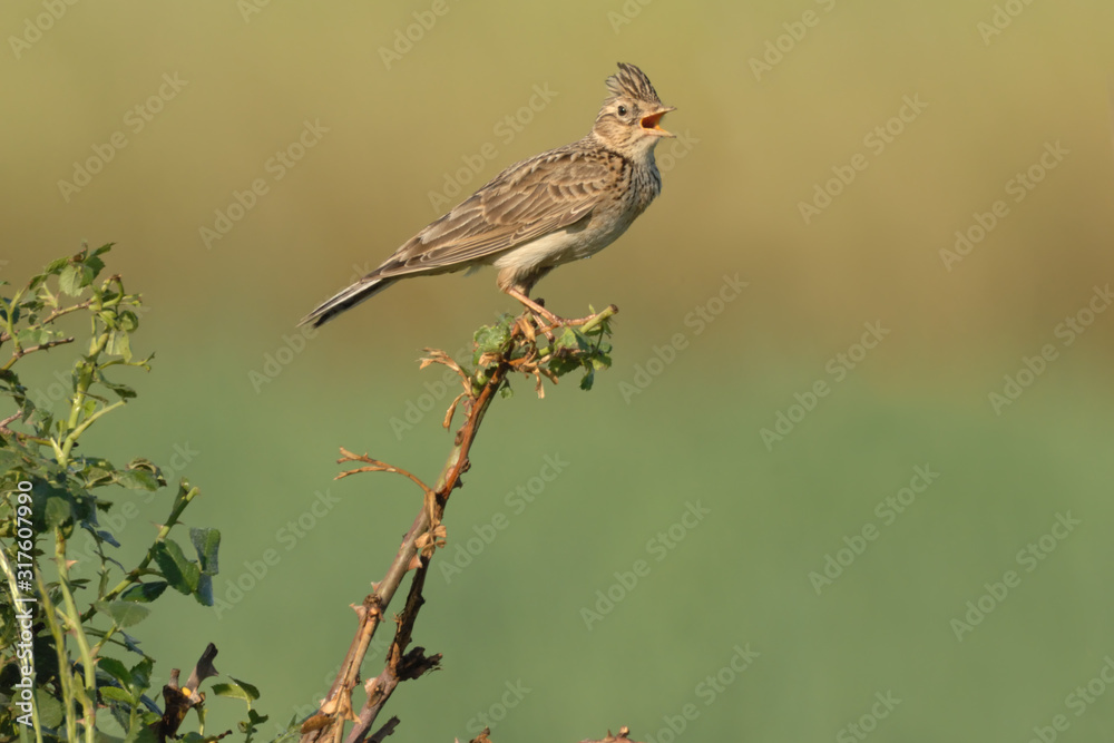 Feldlerche Alauda arvensis Feldlerche Alauda arvensis