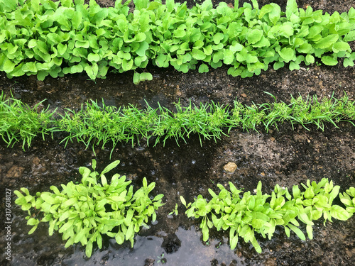 Seedlings in ground Young herbs vegetables plants growing soil
