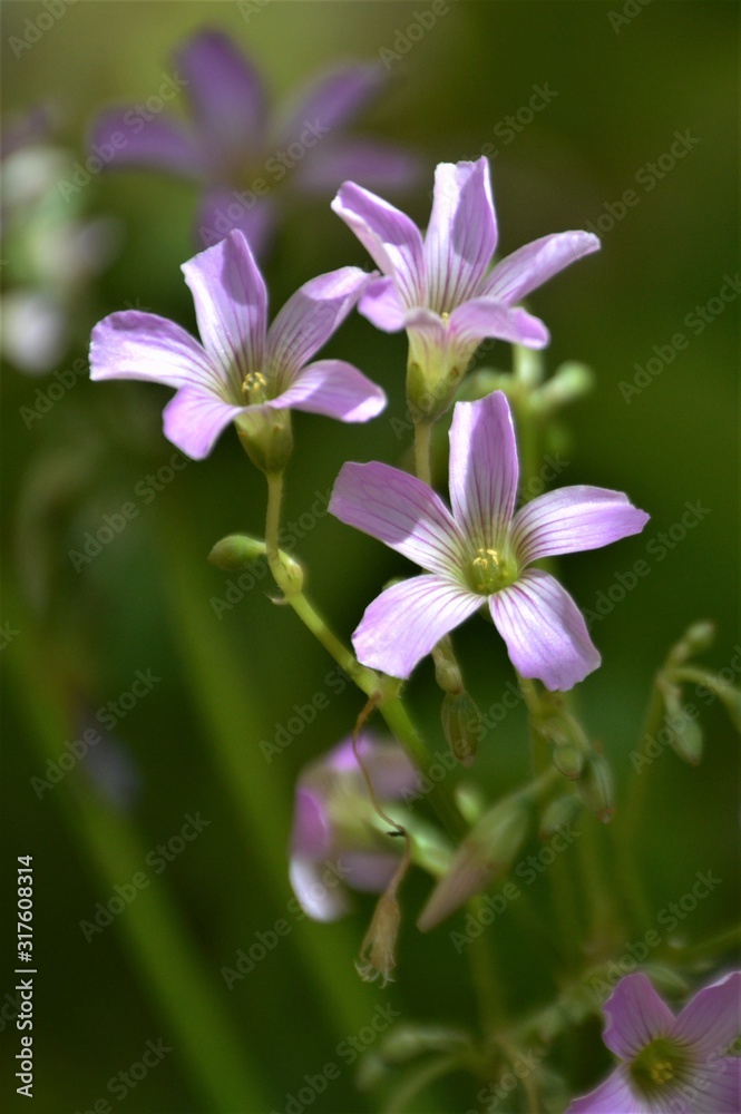 Wildflowers of the Andalusian countryside Wildflowers of the Andalusian countryside
