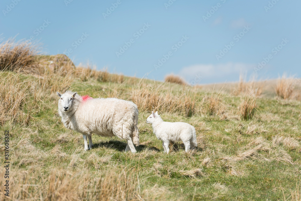 Naklejka premium Adult sheep and the lamb on the wild pastures of Brecon Beacons, Wales, UK