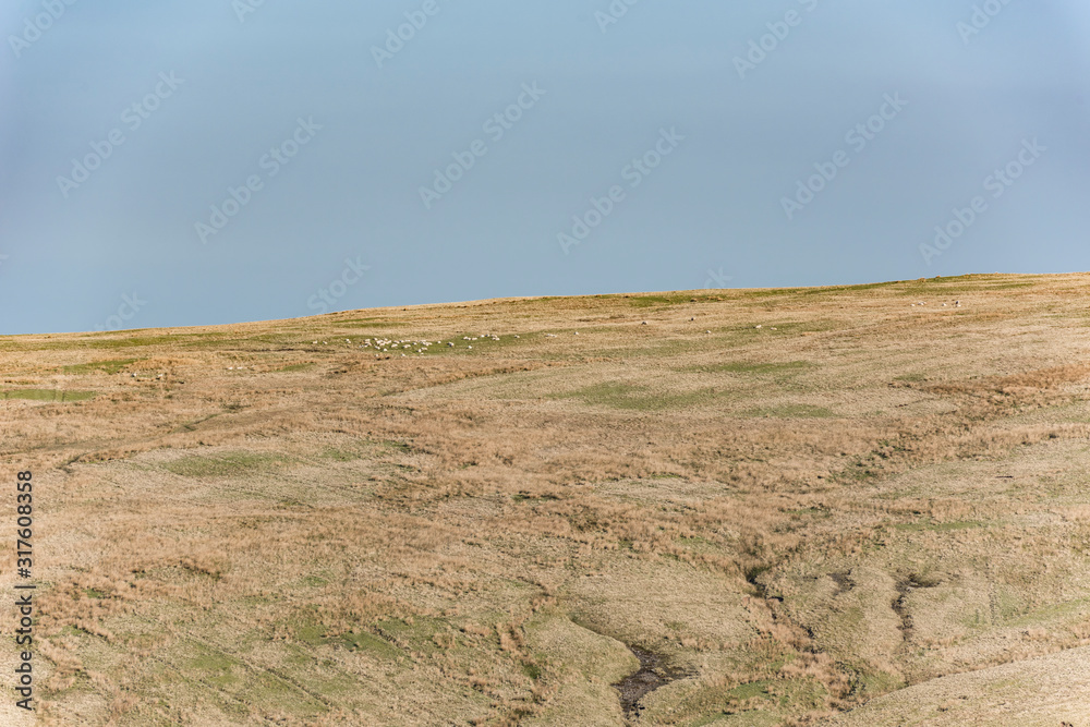 Sheep grazing on the hilly pasture in the wild Brecon Beacons, Wales, UK