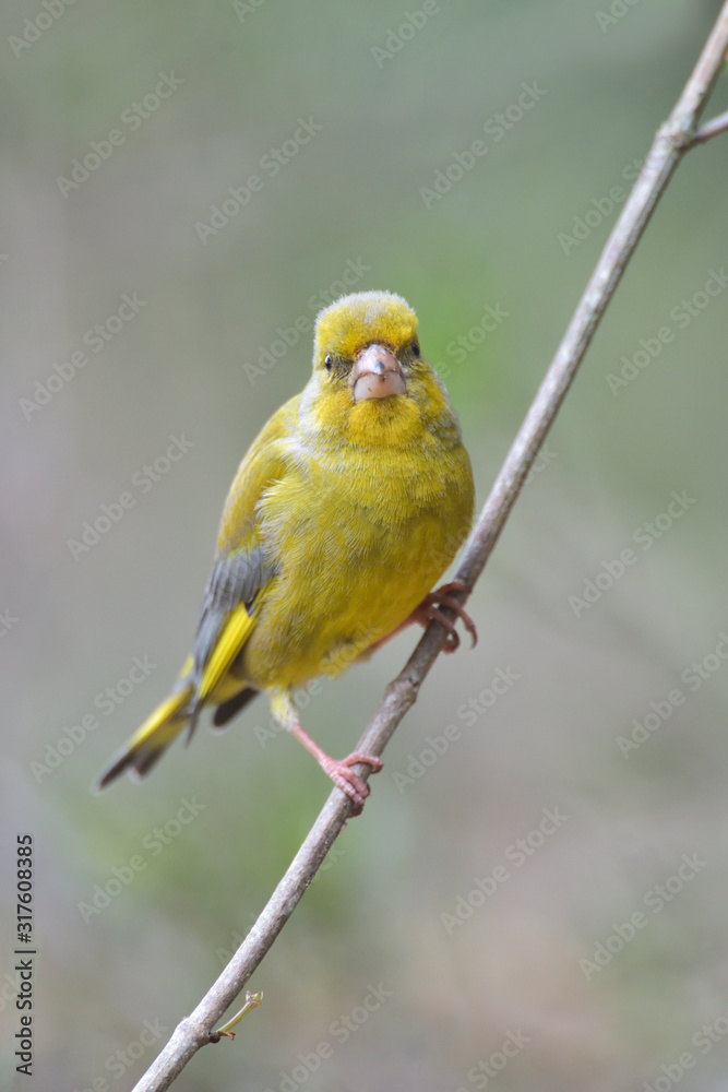 Grünfink Carduelis chloris Grünfink Carduelis chloris