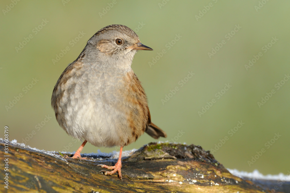 Heckenbraunelle Prunella modularis Heckenbraunelle Prunella modularis