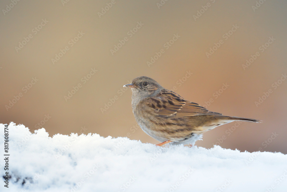 Fototapeta premium Heckenbraunelle Prunella modularis