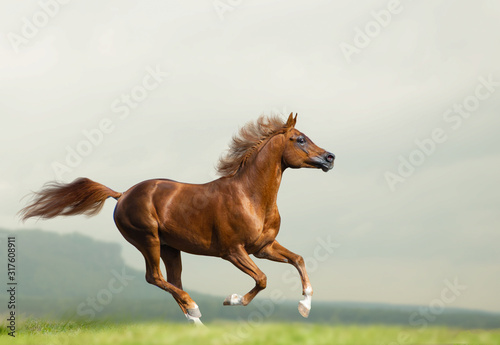 Beautiful chestnut arabian stallion running wild