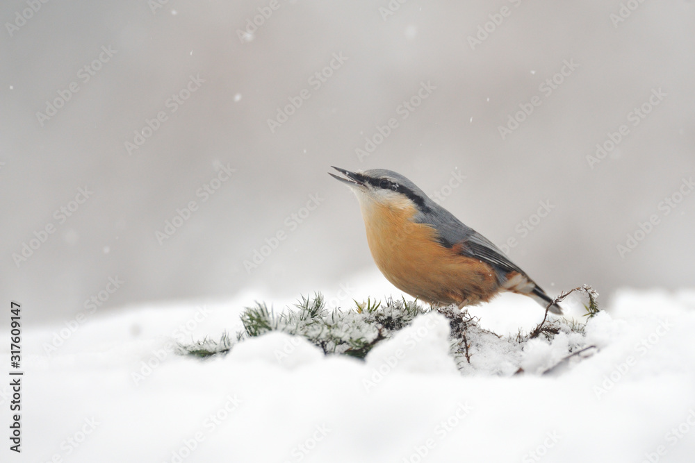 Obraz premium Kleiber Sitta europaea