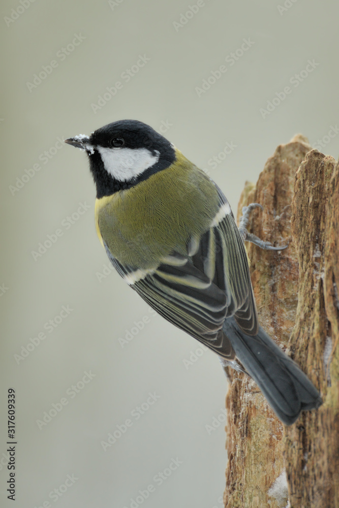 Obraz premium Kohlmeise Parus major