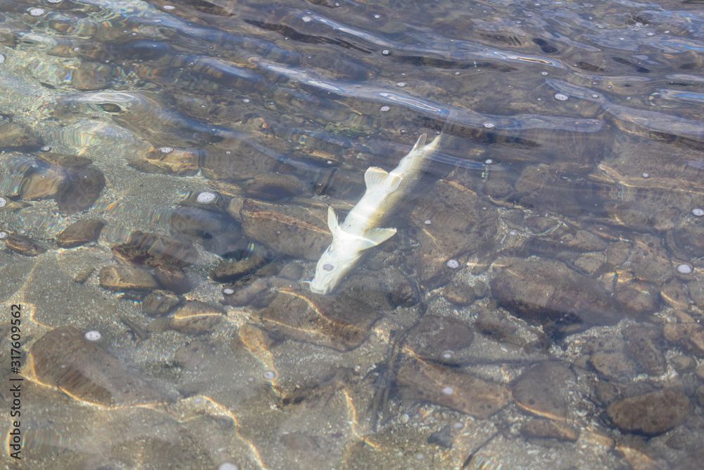 dead giant brook trout with white belly on its back swimming in