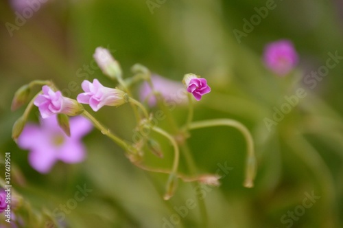 Wildflowers of the Andalusian countryside