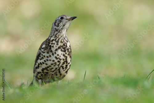 Misteldrossel Turdus viscivorus photo