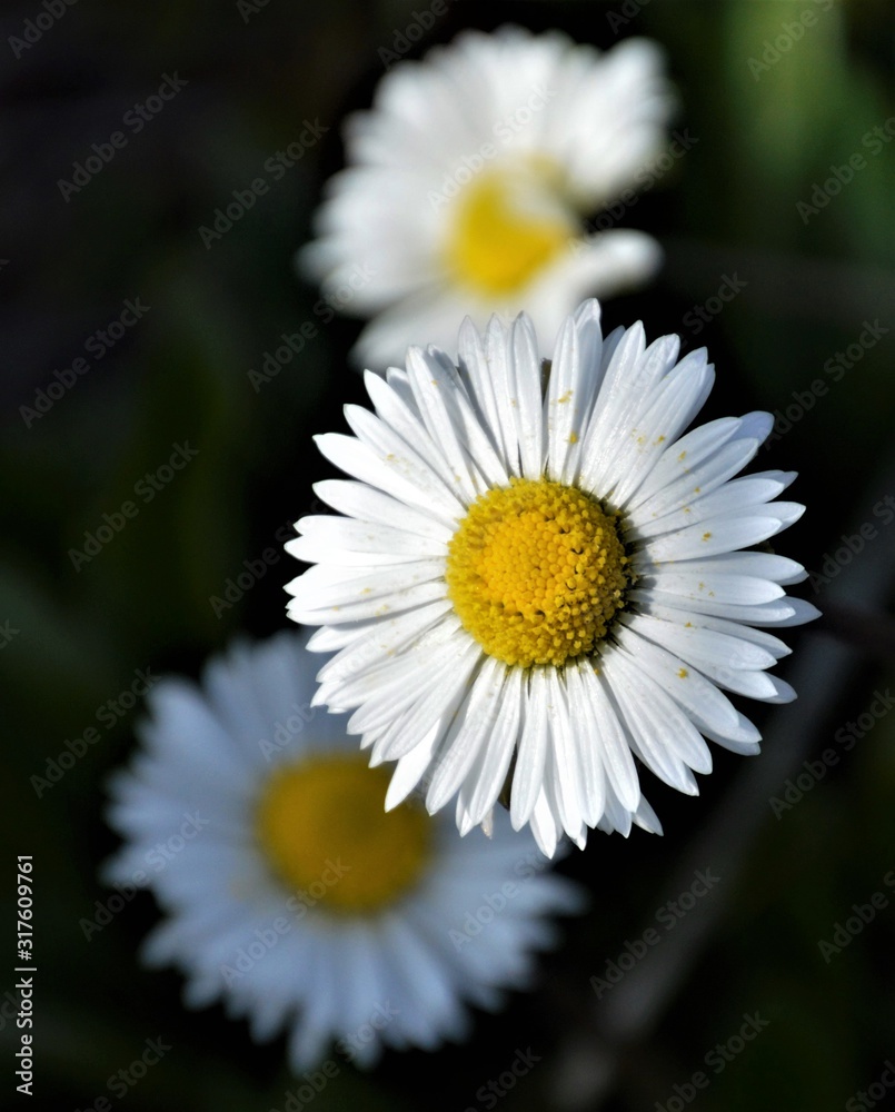 Fototapeta premium Wildflowers of the Andalusian countryside