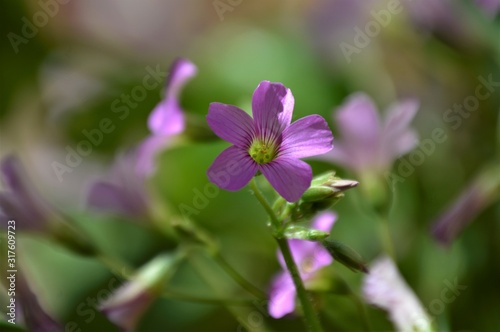 Wildflowers of the Andalusian countryside