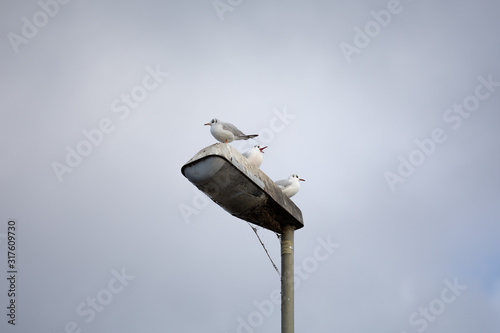 mediterranean seagulls with open beak standing on an unlit halogen streetlamp on a cloudy day