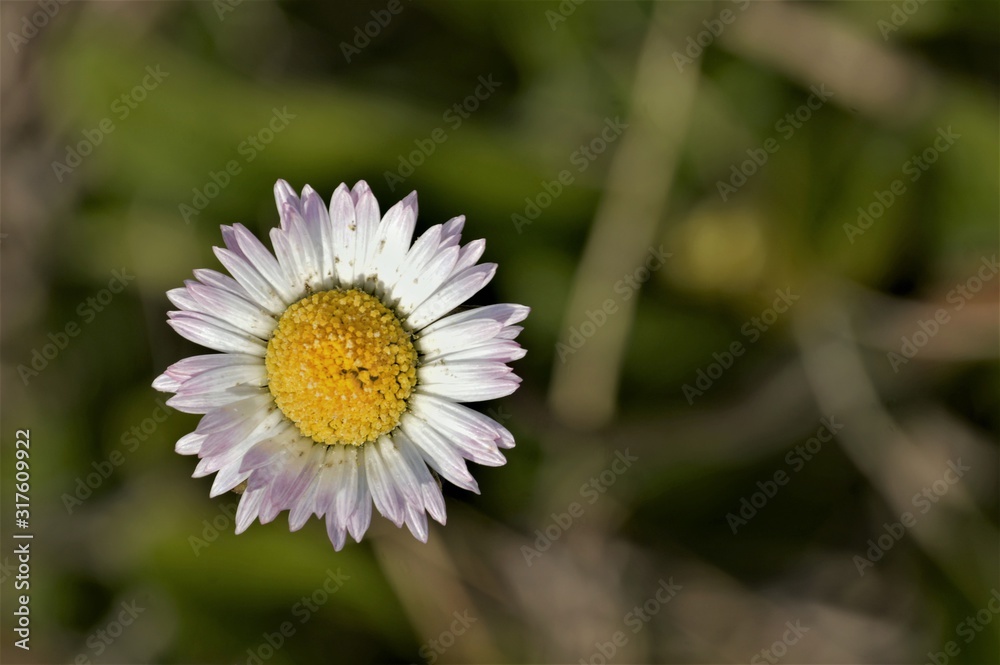 Wildflowers of the Andalusian countryside Wildflowers of the Andalusian countryside