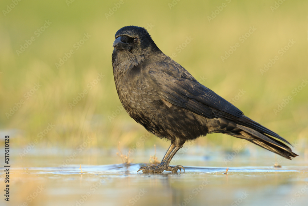 Obraz premium Rabenkrähe Corvus corone corone