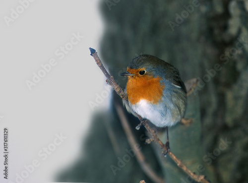 Rotkehlchen Erithacus rubecula photo