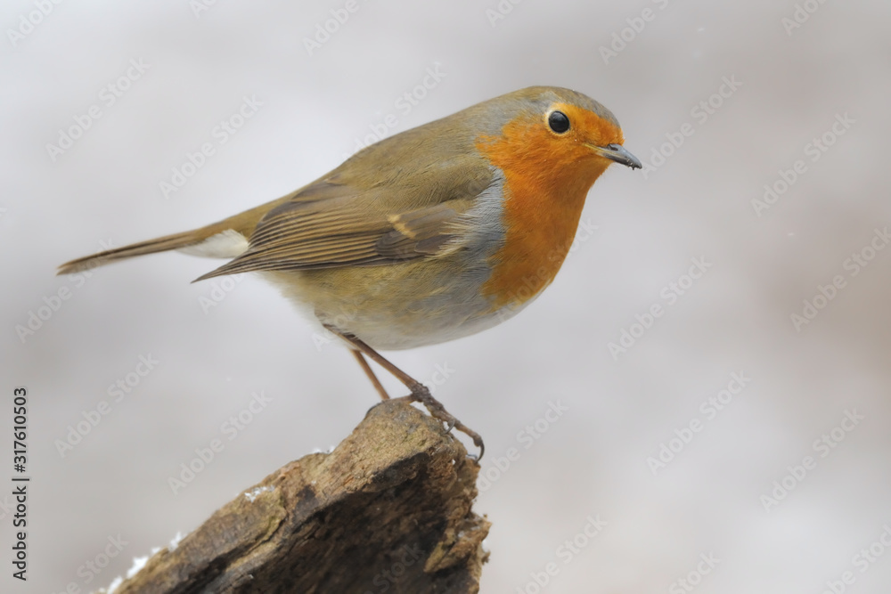 Rotkehlchen Erithacus rubecula