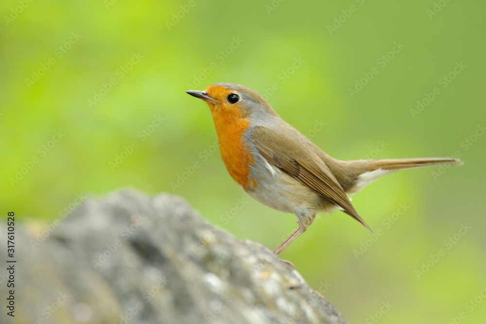 Rotkehlchen Erithacus rubecula Rotkehlchen Erithacus rubecula