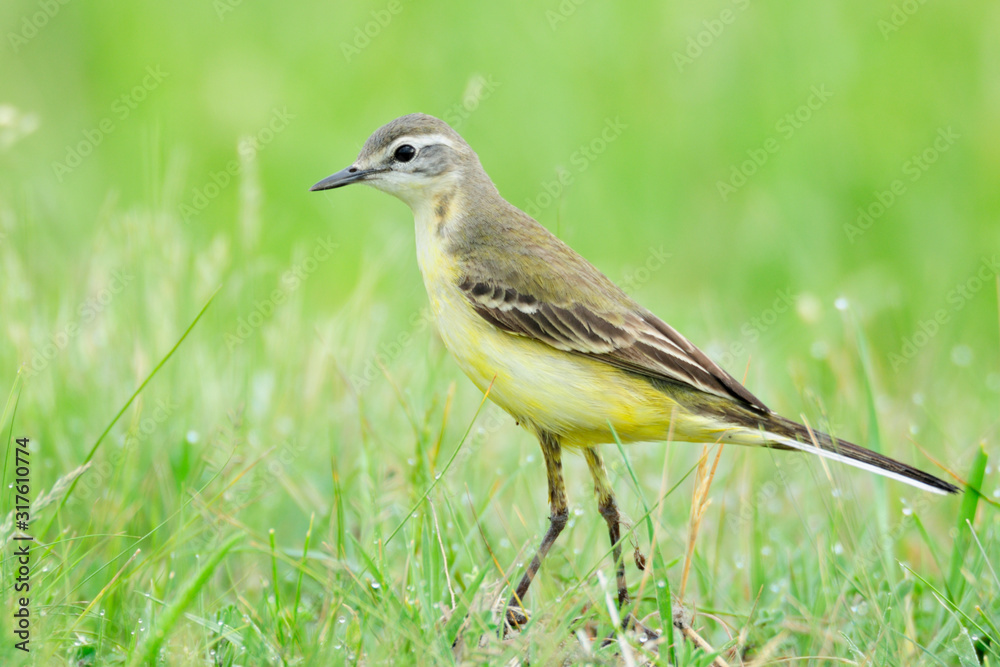 Fototapeta premium Schafstelze Motacilla flava flavissima