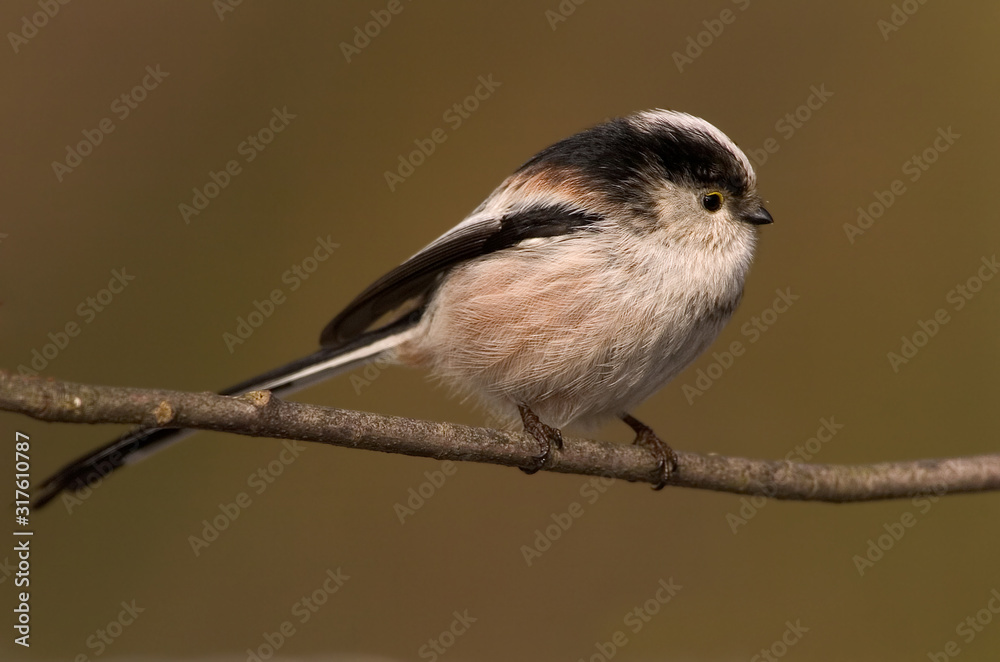 Naklejka premium Schwanzmeise Aegithalos caudatus