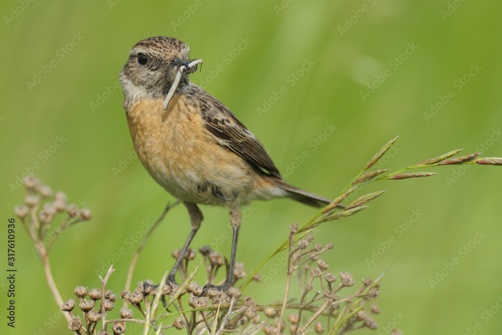 Schwarzkehlchen Saxicola torquata Schwarzkehlchen Saxicola torquata