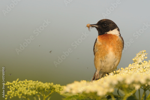 Schwarzkehlchen Saxicola torquata photo