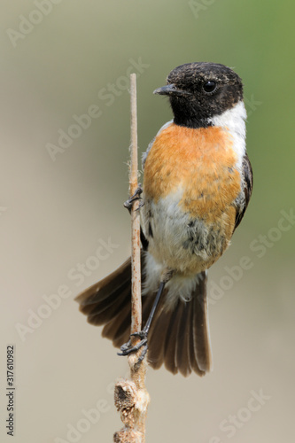 Schwarzkehlchen Saxicola torquata photo