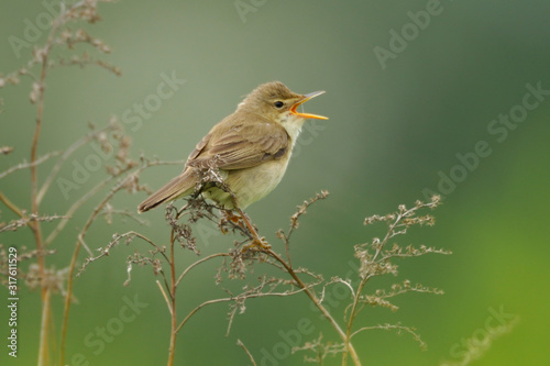 Wallpaper Mural Sumpfrohrsänger Acrocephalus palustris Torontodigital.ca