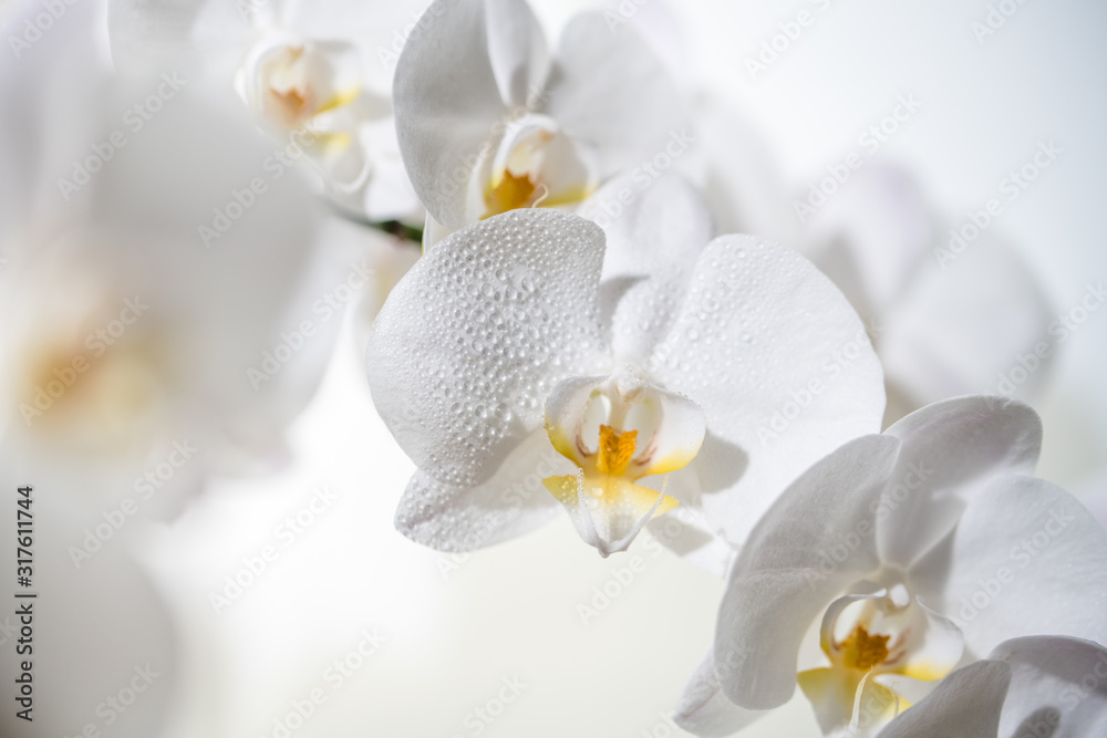 A close up of beautiful white orchid flowers - obrazy, fototapety, plakaty 
