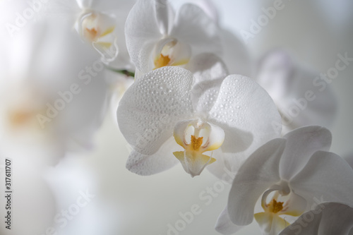 A close up of beautiful white orchid flowers