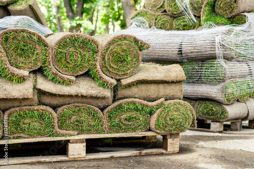 Stacks of green fresh rolled lawn grass on wooden pallet at dirt prepared for installation at city park or backyard on bright sunny day. Green tree forest on background. Gardening landcaping service photo