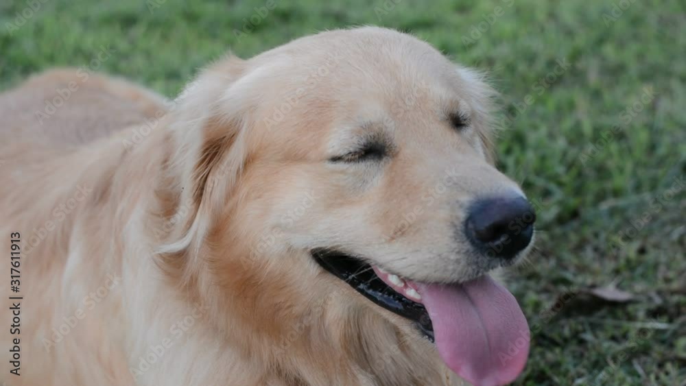 Close-up portrait of face Golden Retriever Close-up portrait of face Golden Retriever