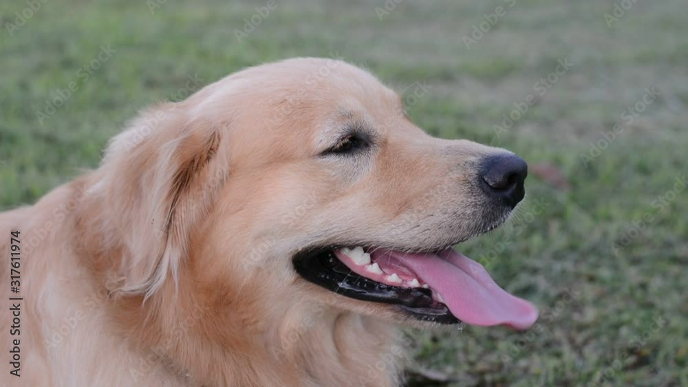 Close-up portrait of face Golden Retriever Close-up portrait of face Golden Retriever