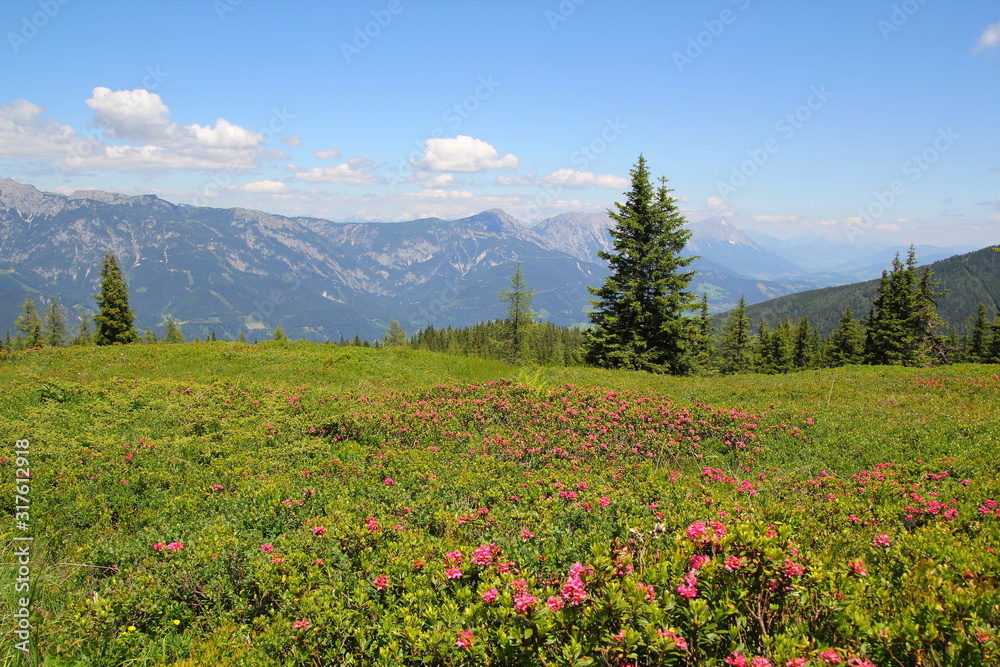 Blühender Almrausch auf der Planai Blühender Almrausch auf der Planai