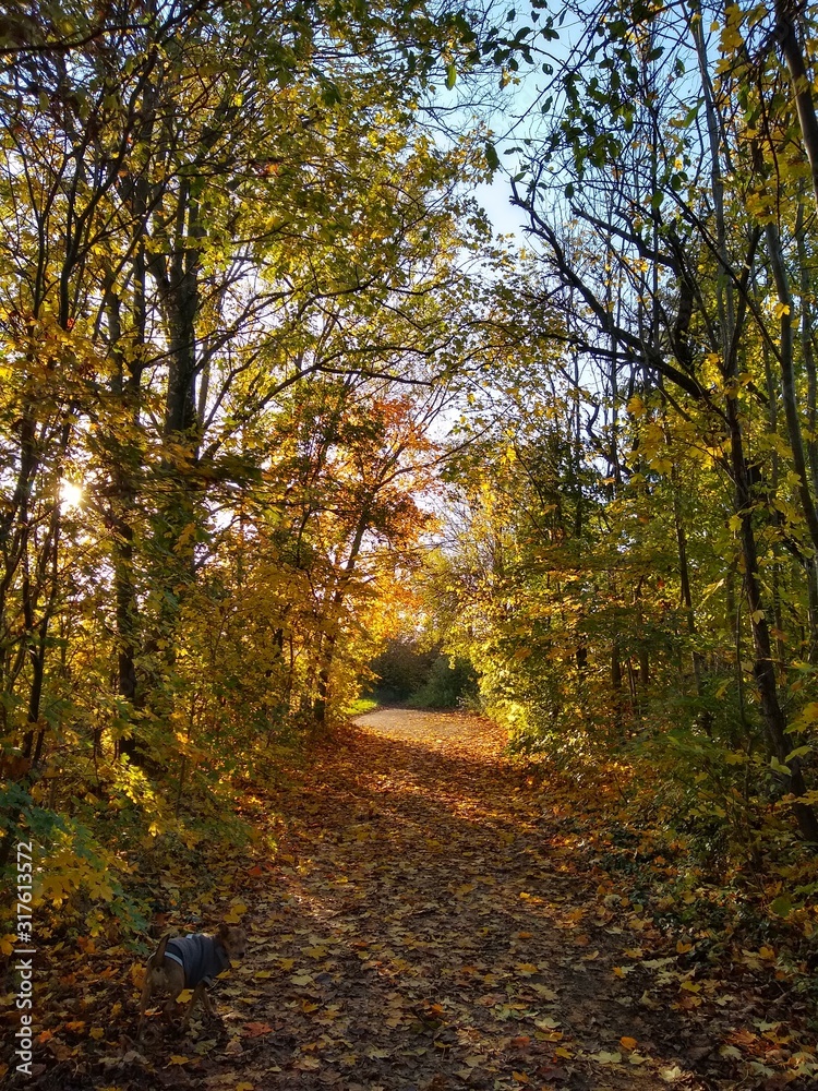 Obraz premium autumn in the park