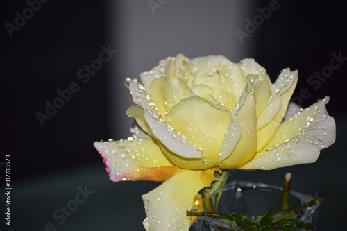  Rose gelbweiss mit Wassertröpfchen