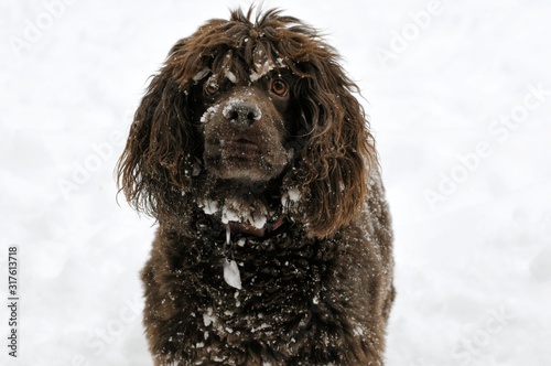  Boykin Spaniel wanting you to play on the snow