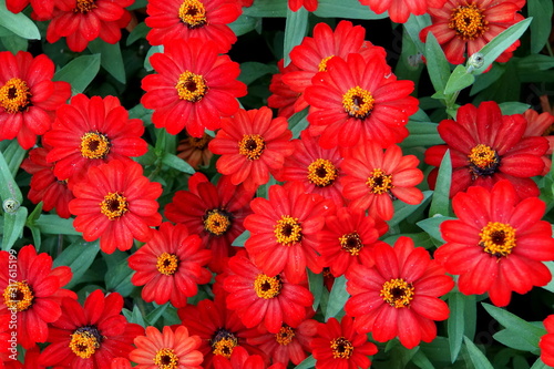 Stunning bright color of Zinnia Profusion Red flowers
