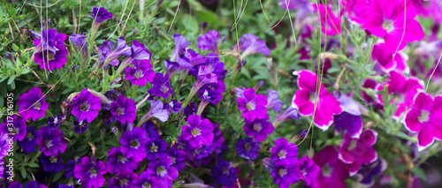 Horizontal banner of purple petunias in the field