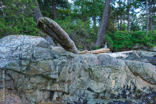 Driftwood on the Rock © Donald Wolf